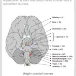 iCranialNerves_en_04