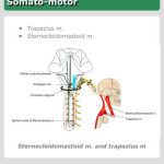 iCranialNerves - Accessory Nerve