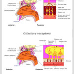 iCranialNerves - Olfactory Nerve